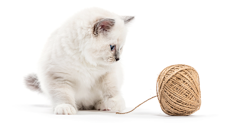 Kitten playing